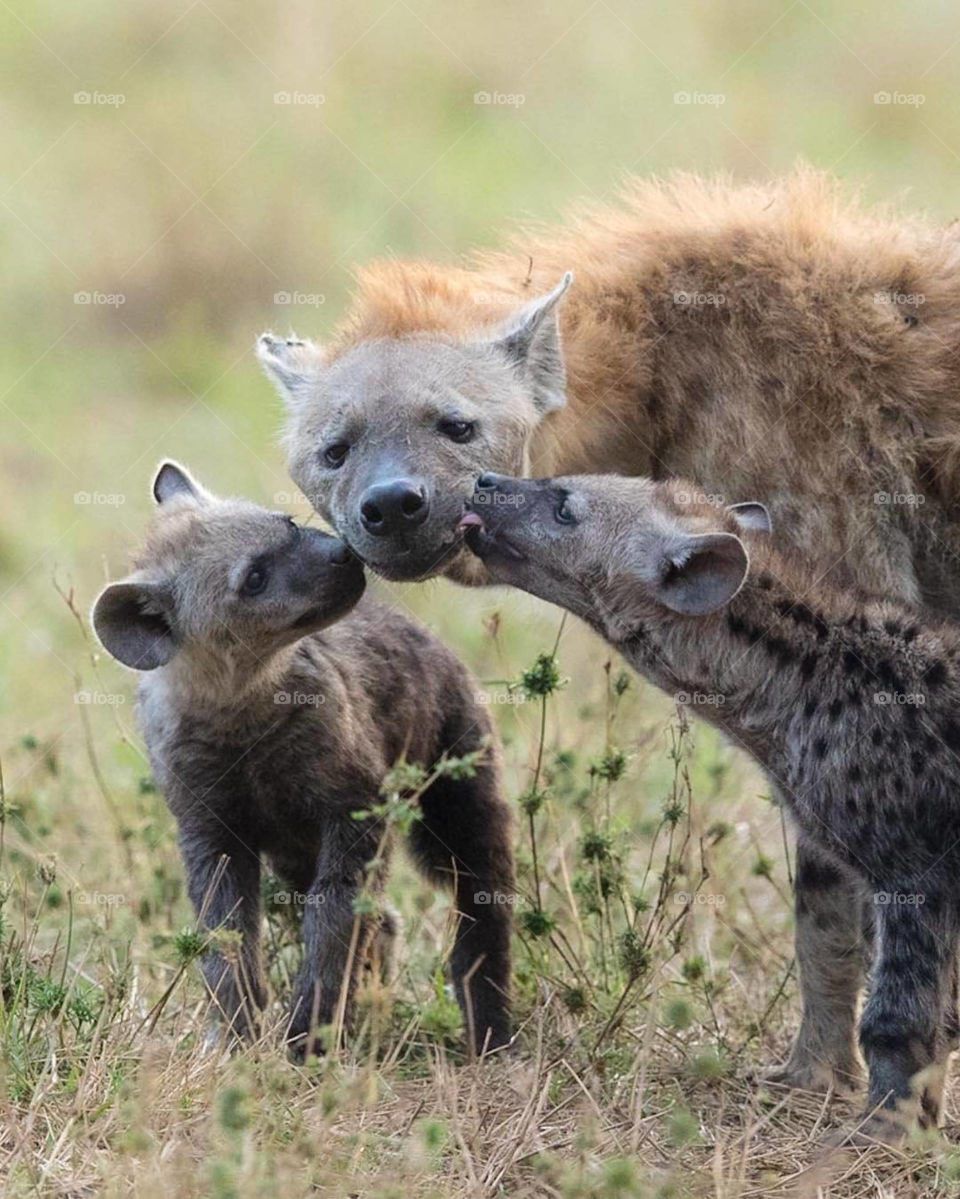 Very lovely seen of one mother with two children. Every mother want to give 100% love of our children.Only Mother is the real lover of our children in whole world.