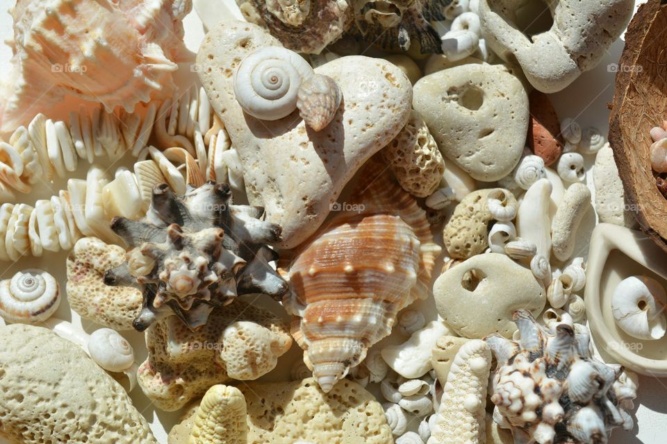 Seashell, Sea, Shell, Marine, Ocean