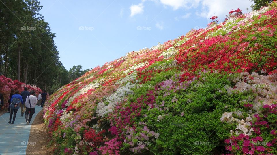 Azalea park