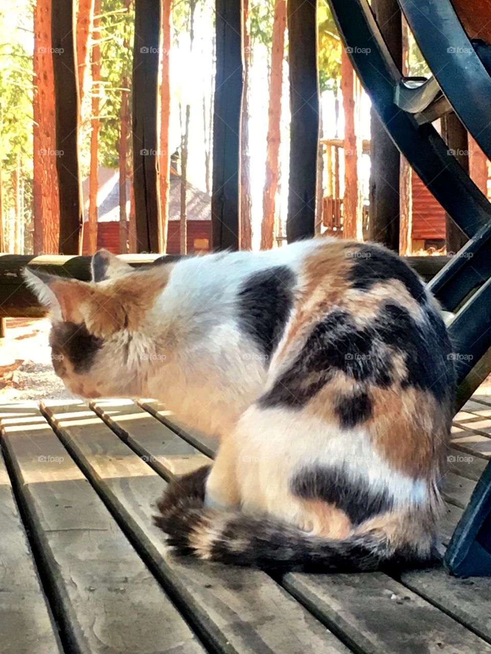 Beautiful calico cat