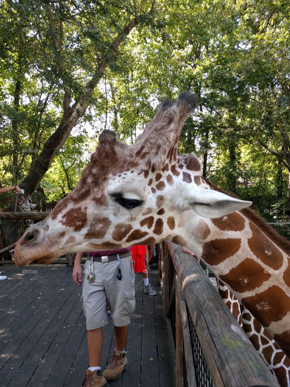 giraffe Nikolas at feeding spot with trainer hidden behind him, Memphis Zoo, summer 2016