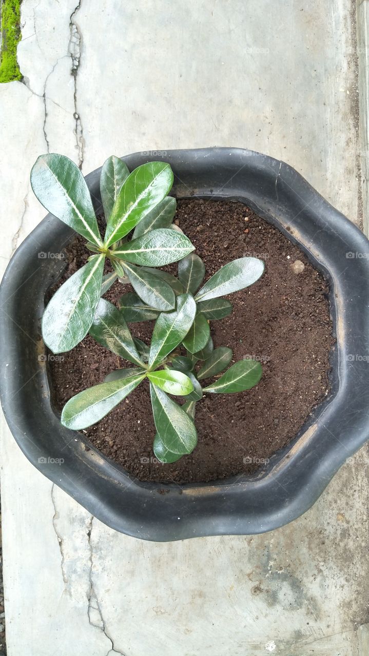 tanaman dalam pot