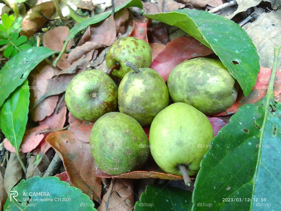 Sri lanka  
veralu olive