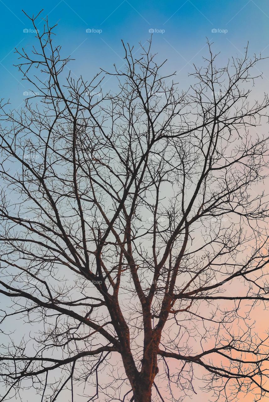 Picture of a barren tree.