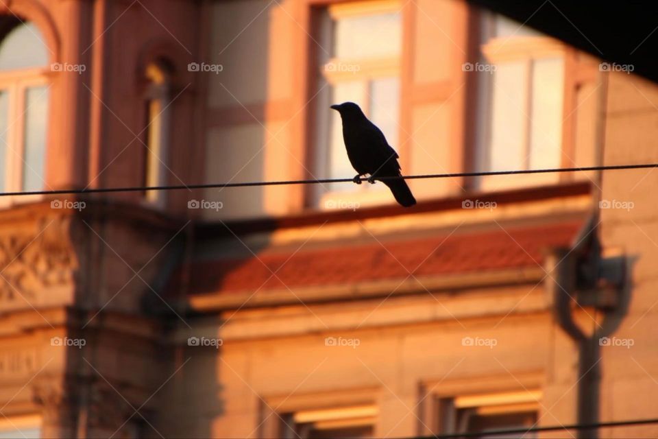 Silhouette of a blackbird sitting on a power line in the city at sunrise