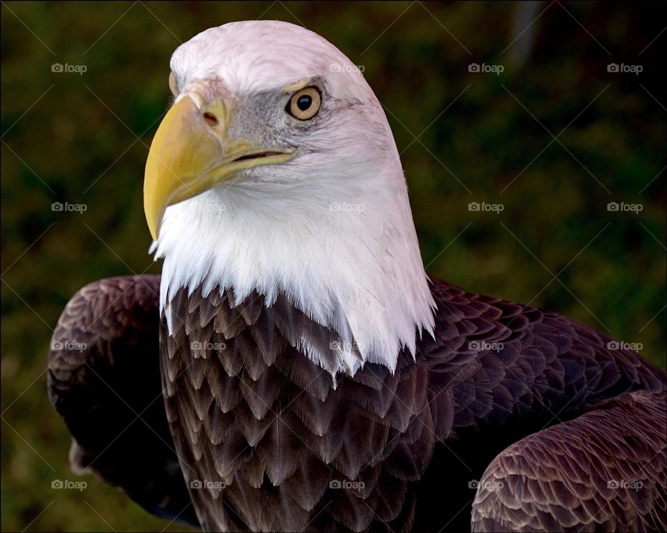 American Bald Eagle symbolic of freedom in the USA.