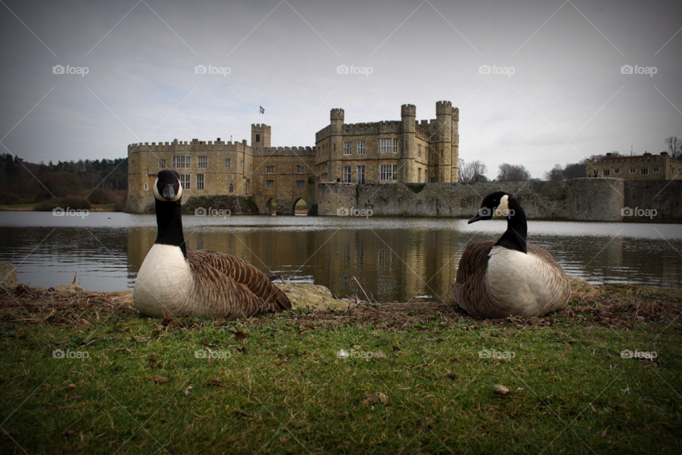 lake castle goose leeds castle by leonbritton123