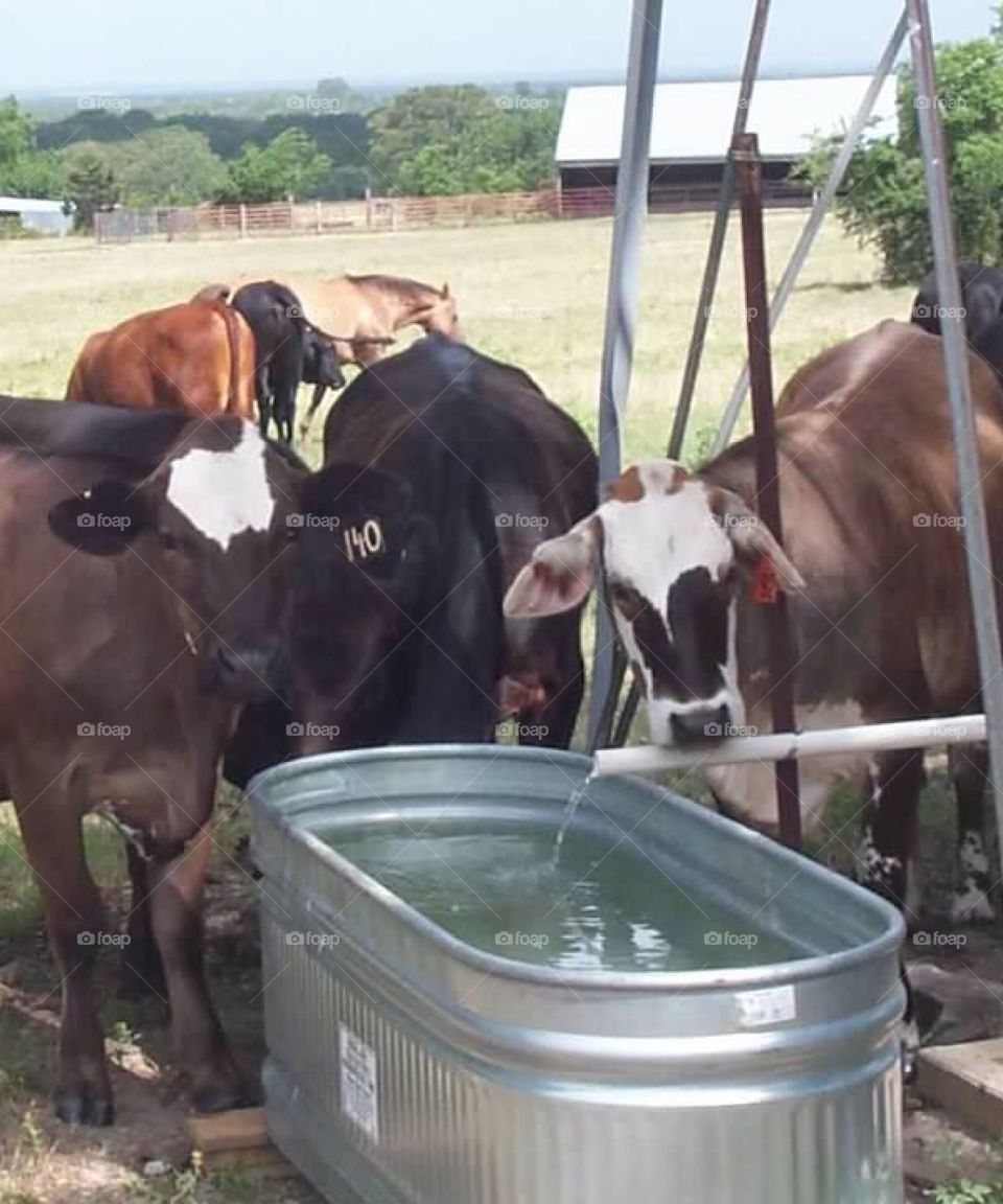Cows on a farm in Texas 