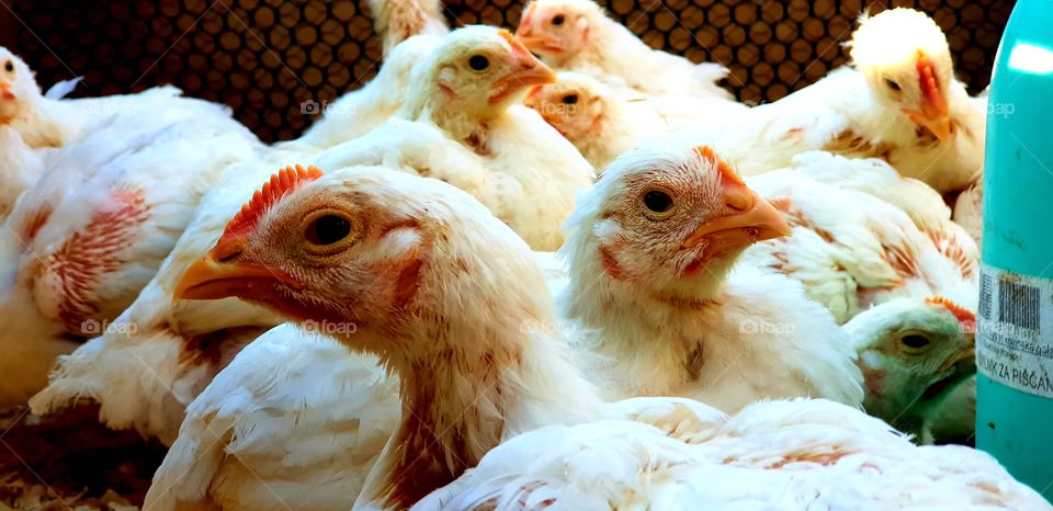 Why are all louking at me? 2.