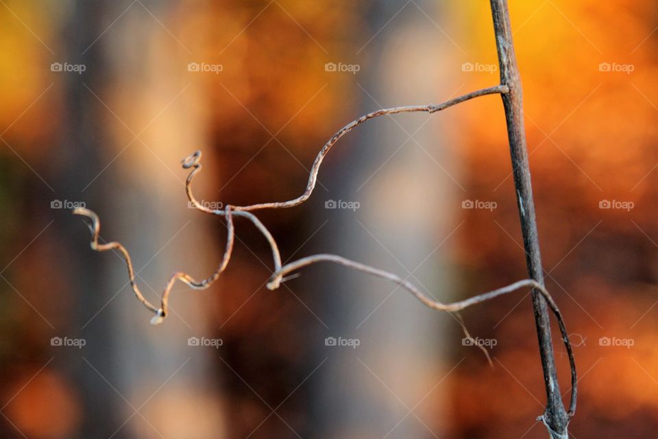 vine strands in  autumn colors.