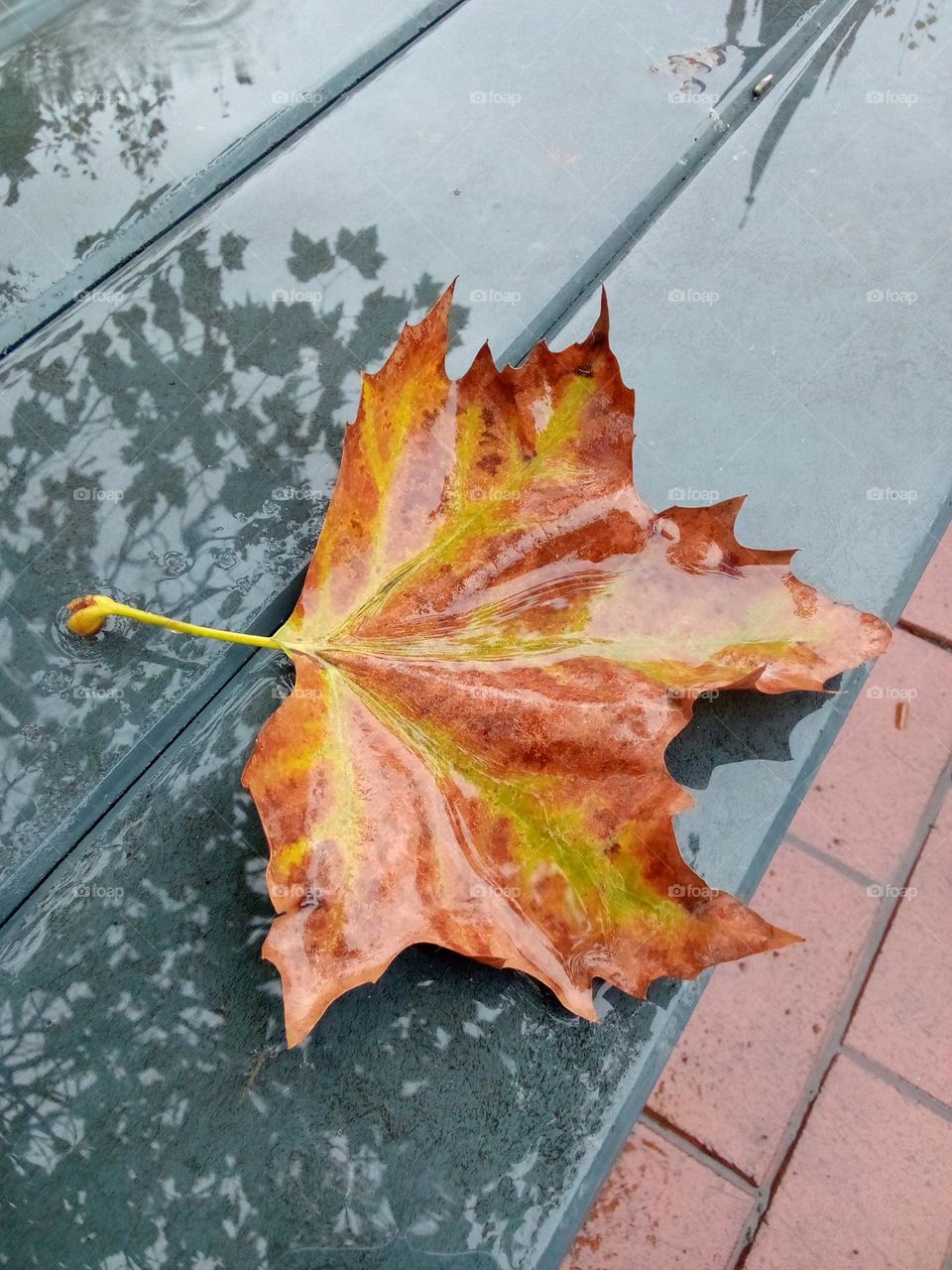 maple leaf with rain