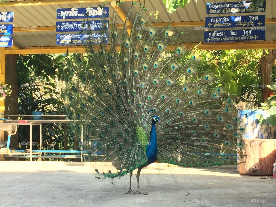 Exhibition, Peacock, Outdoors, Bird, Displayed