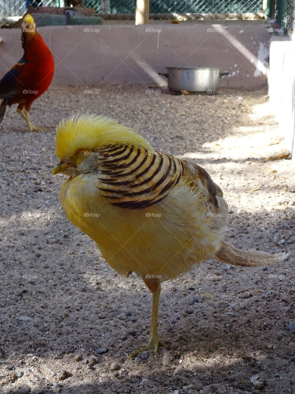 trump bird