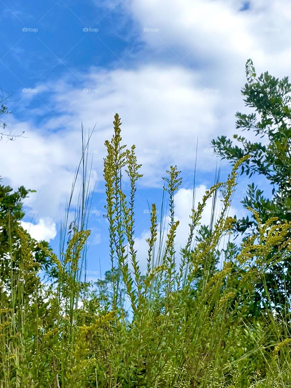 Clouds, blue sky, weeds, fall