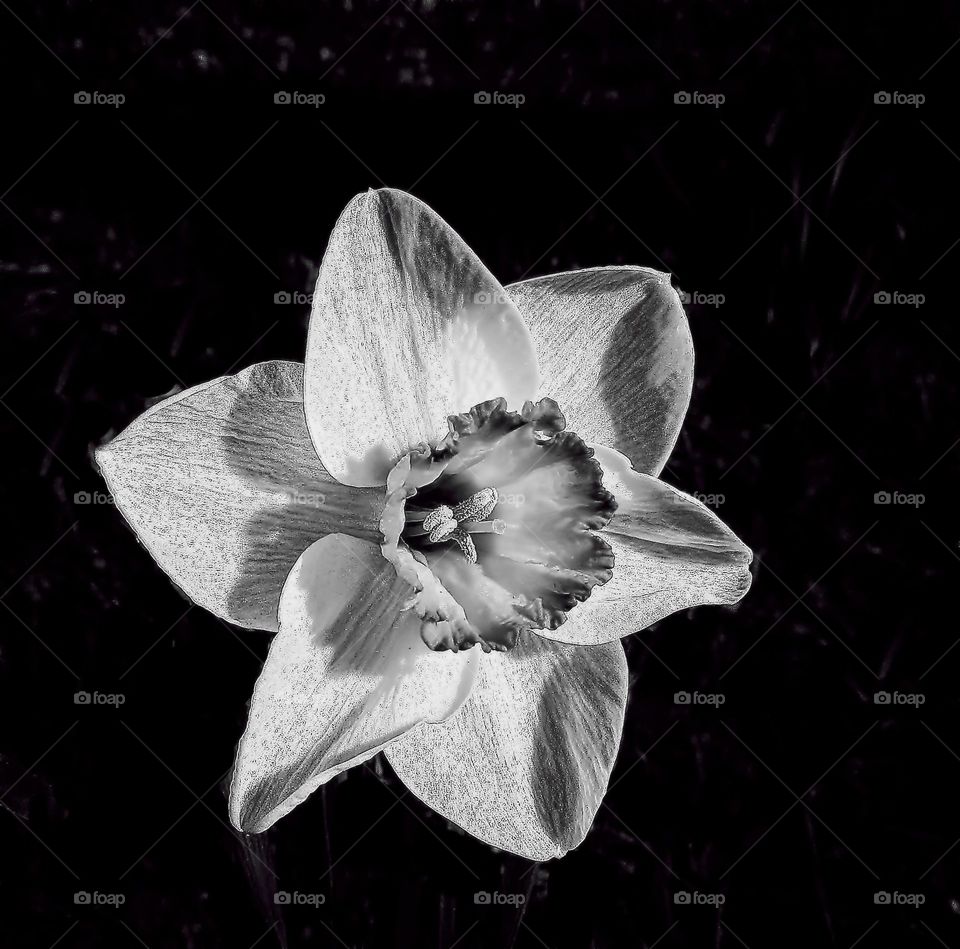 BW flower 