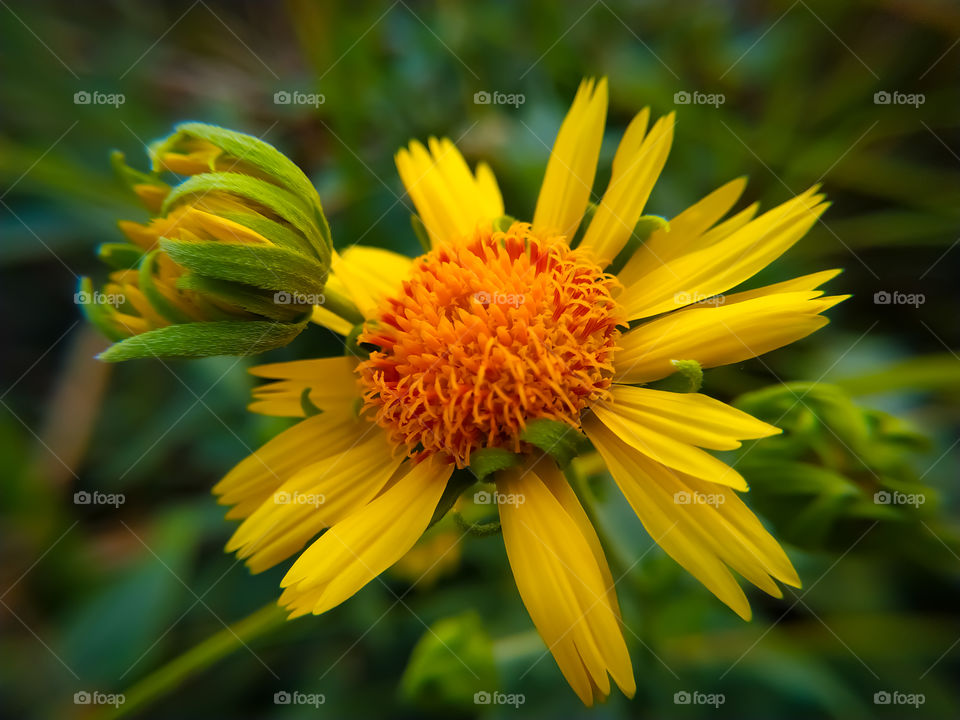 Macro photo nature flower yellow daisy. Texture background blooming yellow daisy looks like a sunflower. An image of yellow daisy flowers