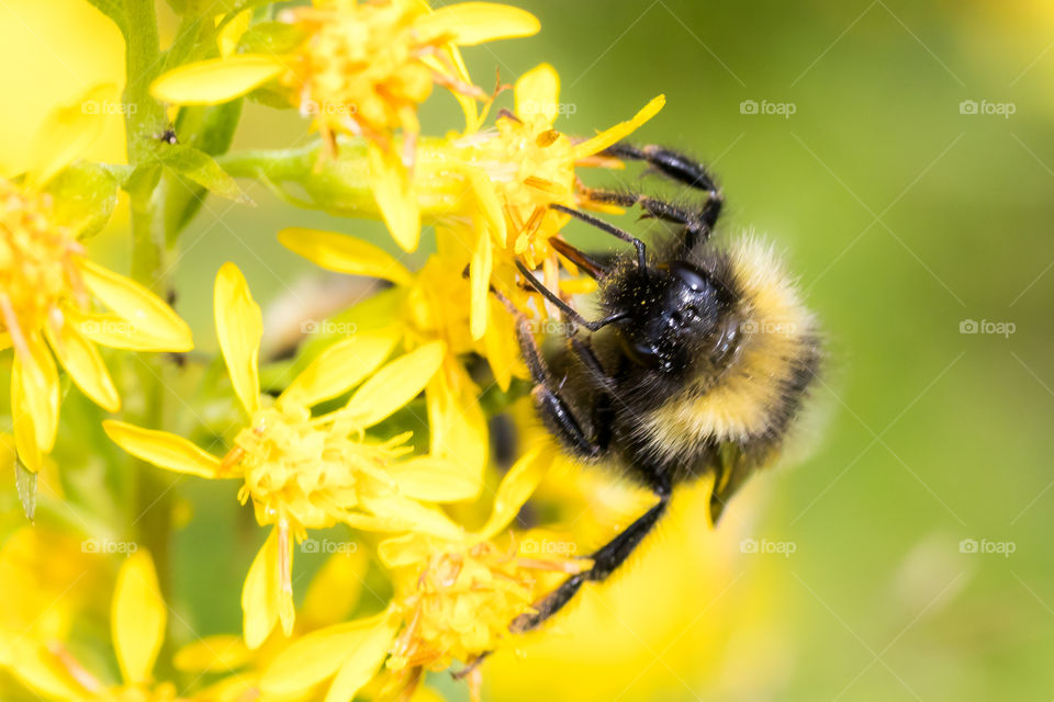 macro photo of a bee on a flower