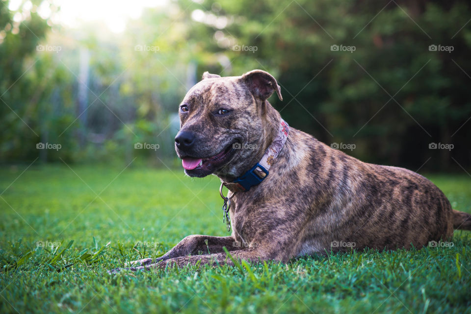 Dog, Mammal, Animal, Grass, Portrait