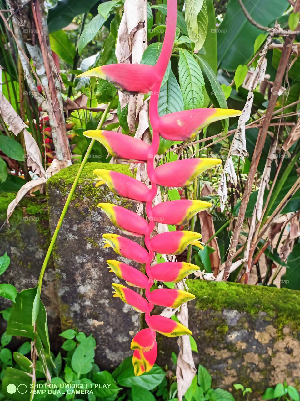 parrot"s beak flower