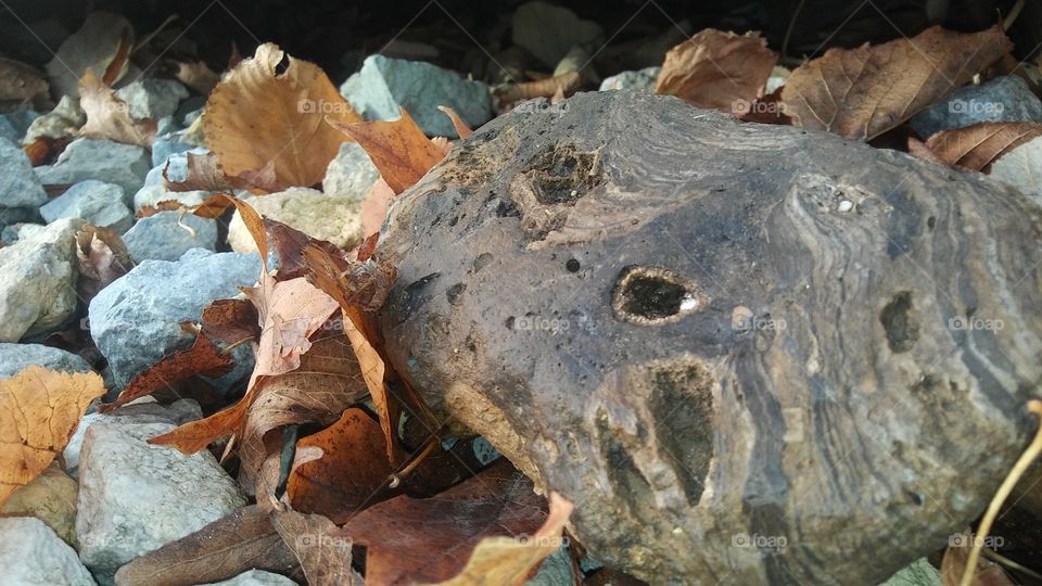 Rocks and Leaves and Things