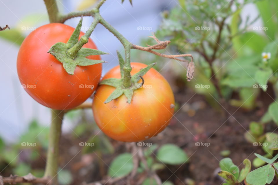 tomates vermelhos