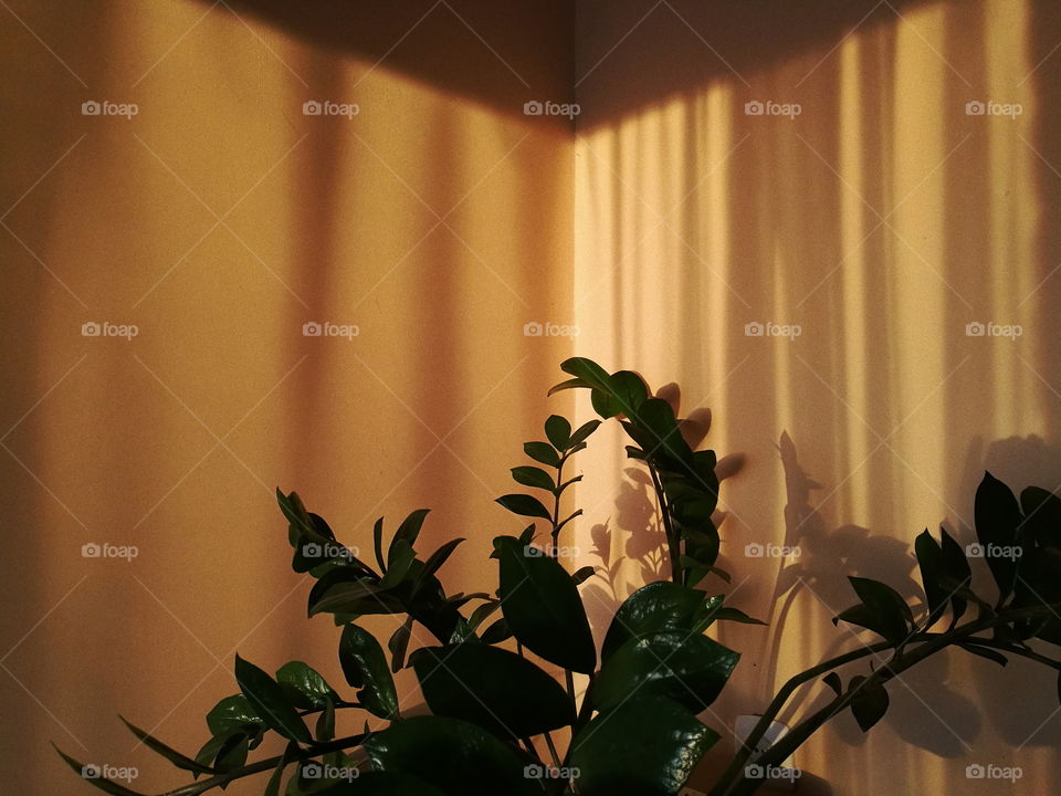 beautiful golden hours