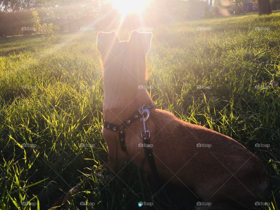 Мой Тайсон в лучах солнца 