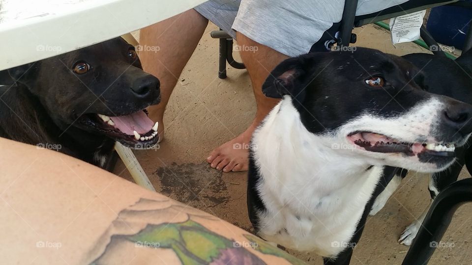 Happiest pups you'll get to see