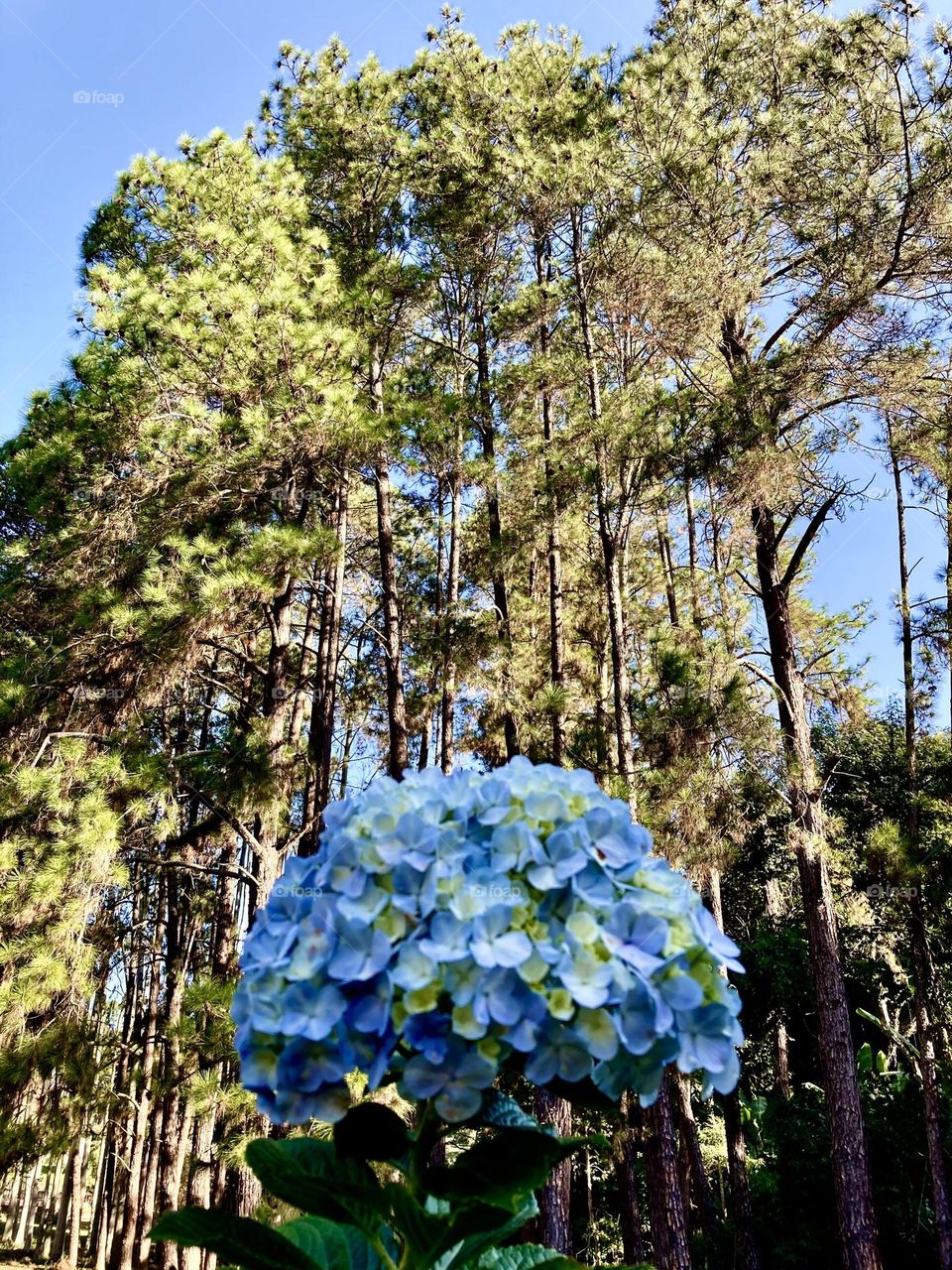 🇺🇸 Hydrangeas photographed from the bottom up, with huge trees reaching for the sky. What a cool angle! / 🇧🇷 Hortênsias fotografadas de baixo para a cima, com enormes árvores tentando alcançar o céu. Que ângulo legal!