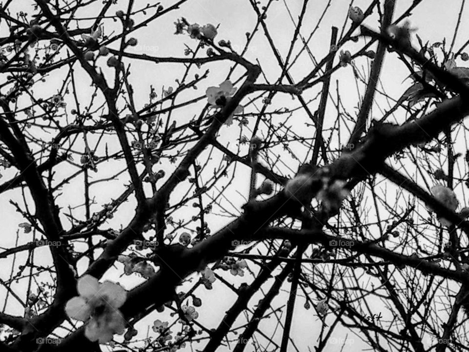 World in black and white: plum blossoms  beloved in Chinese literature or art for centuries.