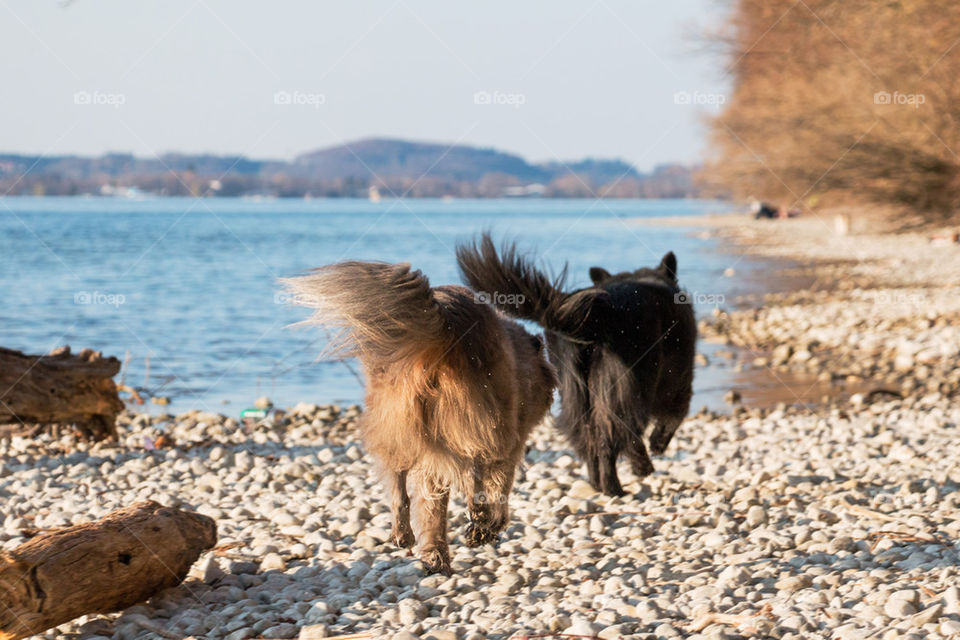 Two dog walking on beach