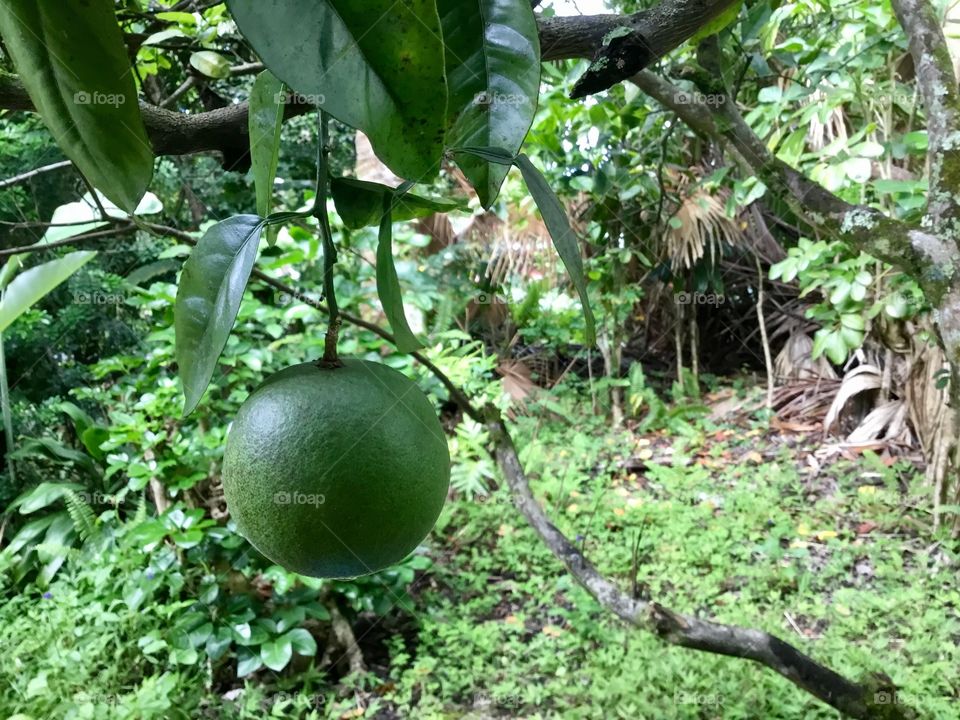 Valencia orange in the jungle of our yard.