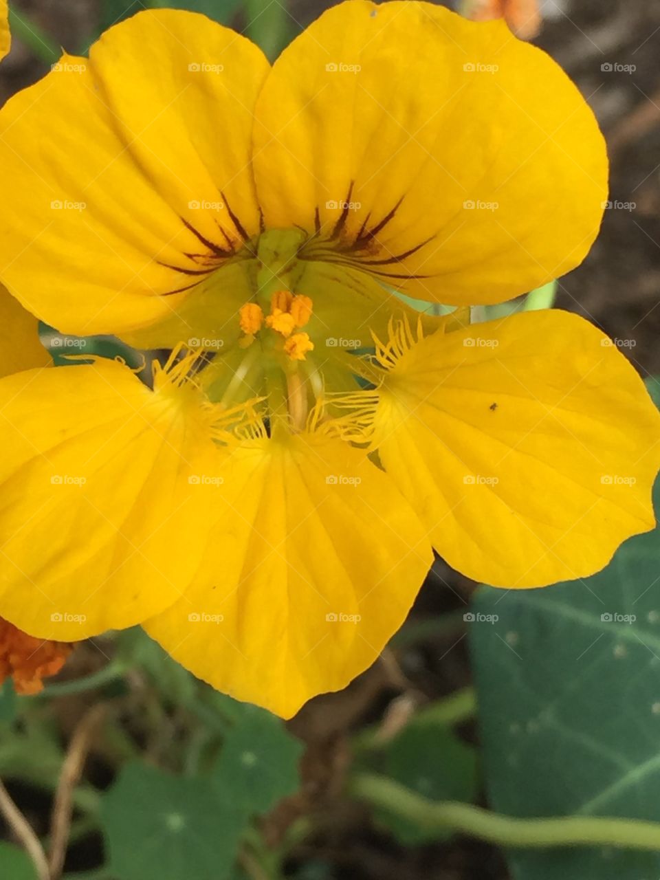 Nasturtium 