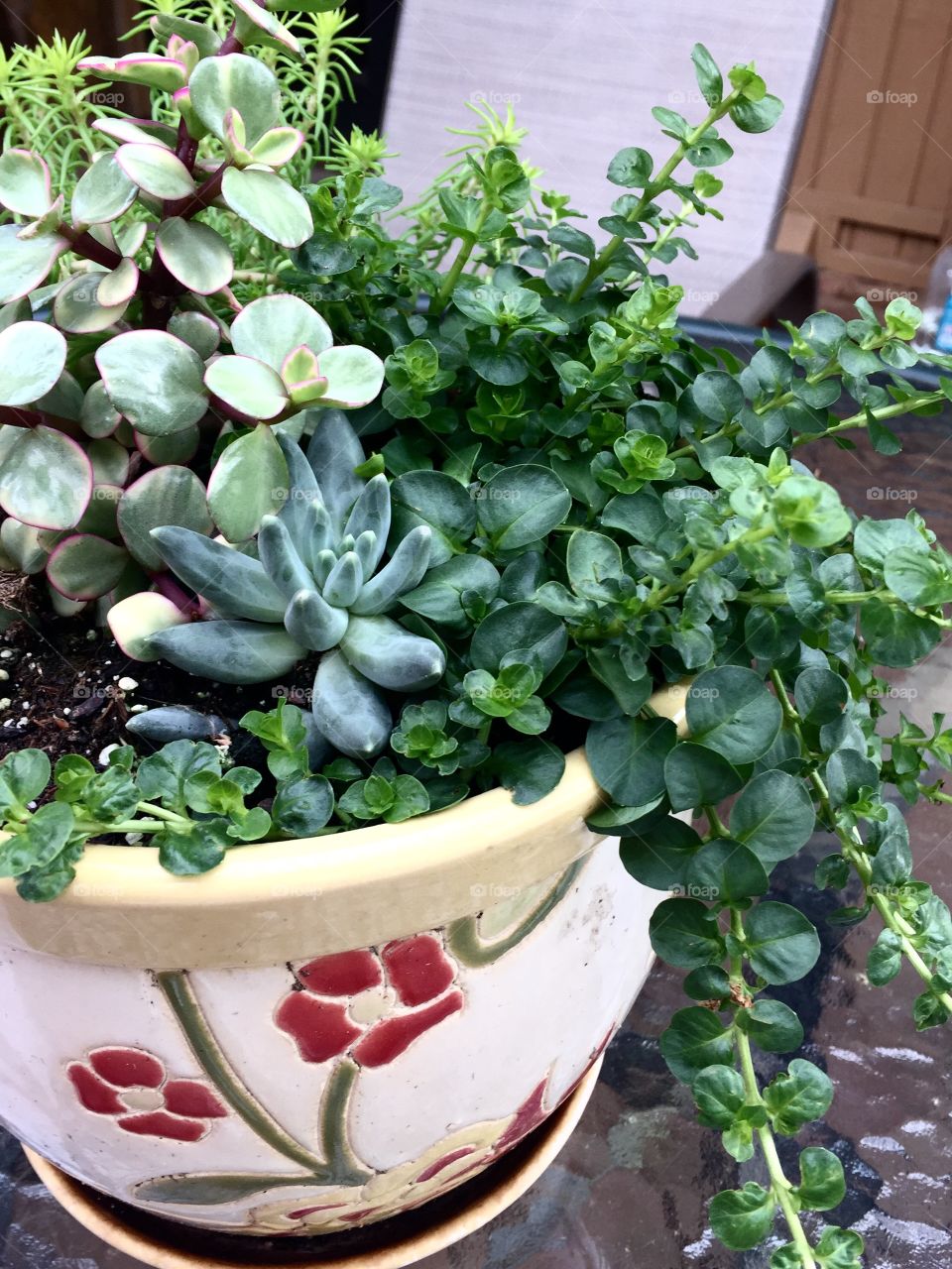 Succulents in a Flowerpot