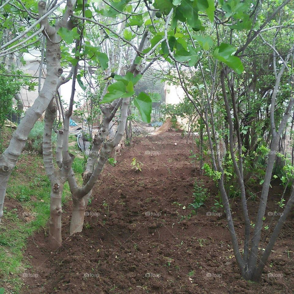 planting a tree.