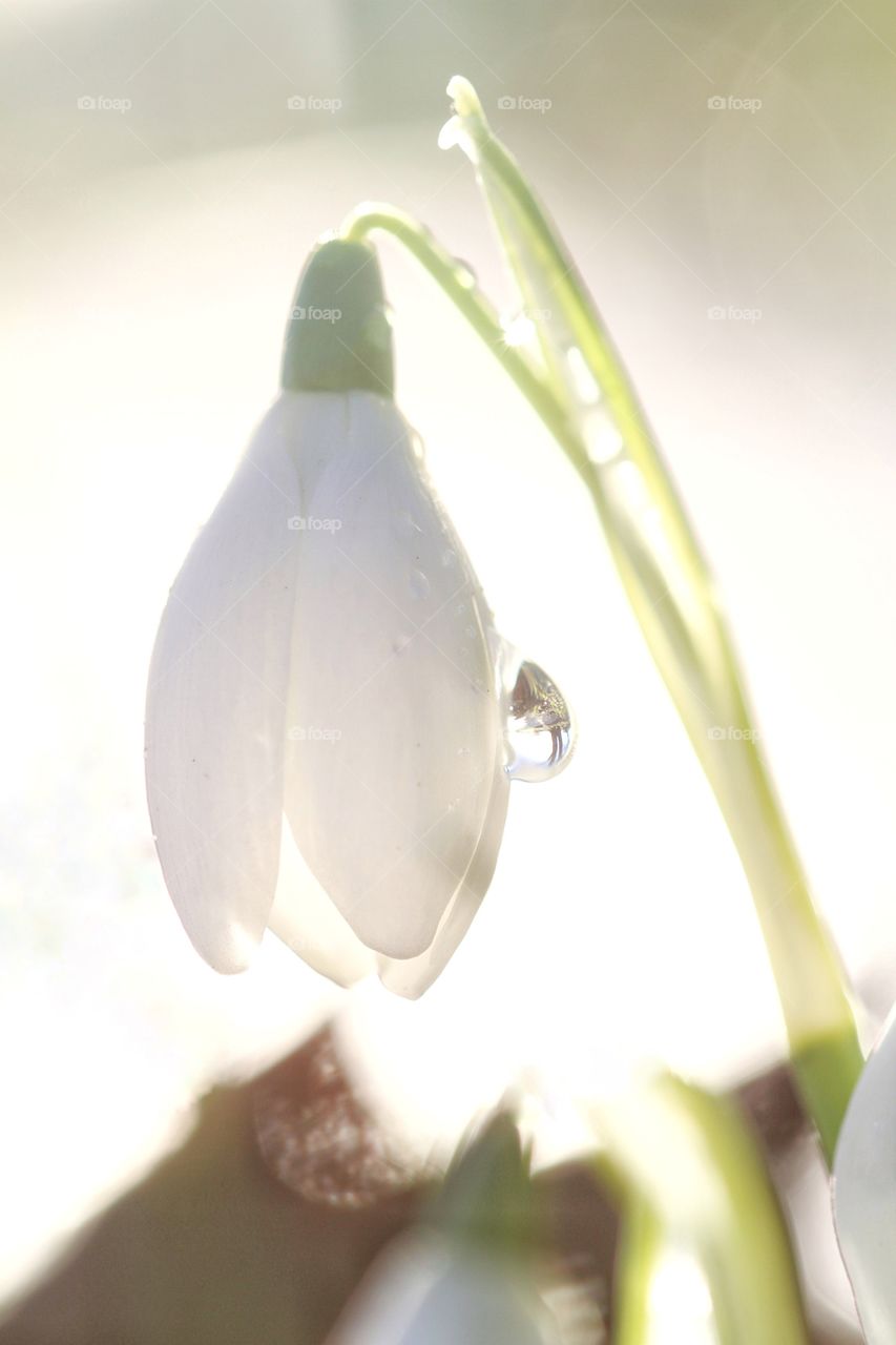 A hi key snowdrop with a droplet of water. Sunlit and backlit white flower at Springtime.