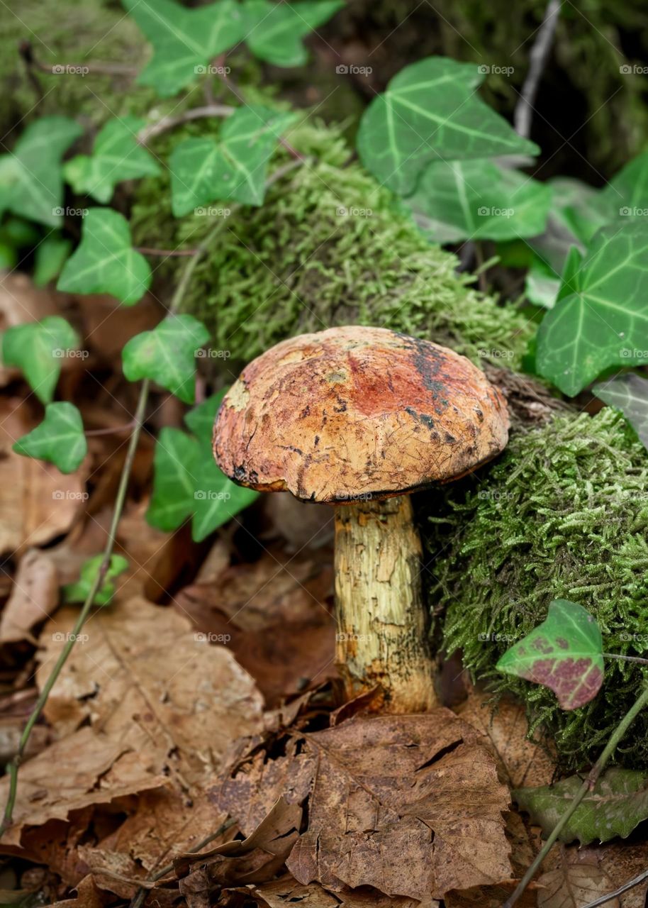 Bolete mushroom surrounded by autumnal foliage