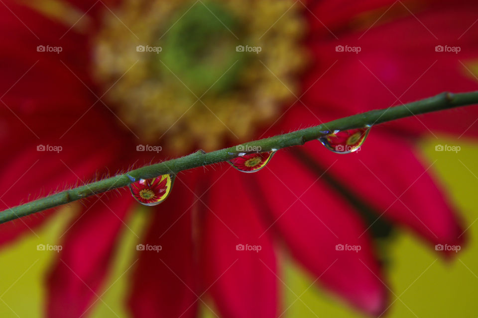 Three raindrops on a stem