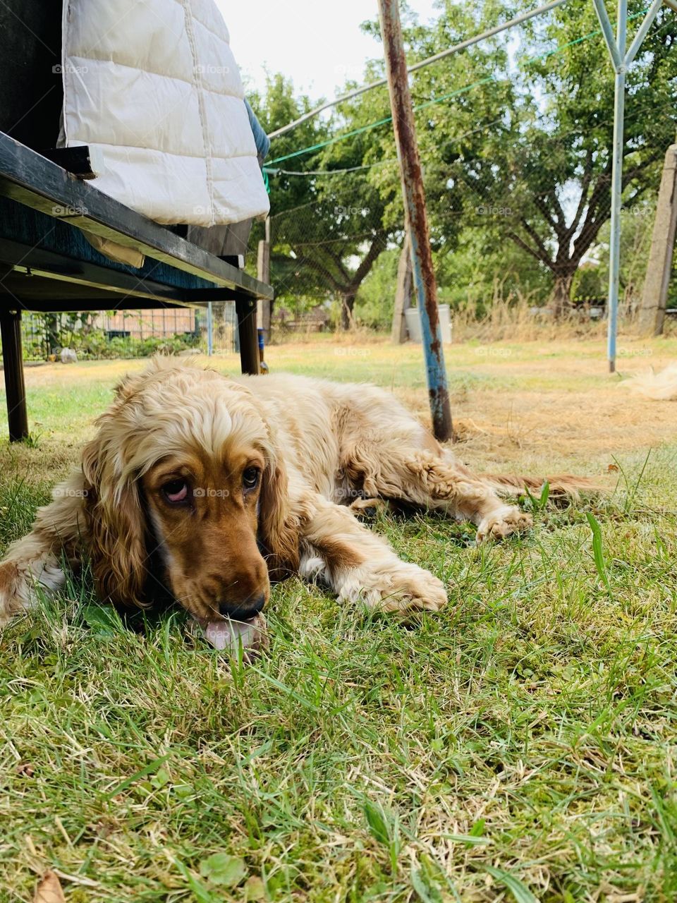 English cocker spaniel