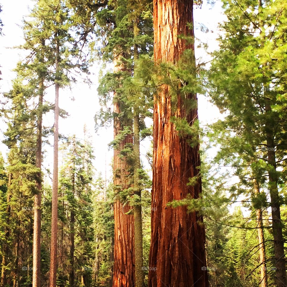Giant sequoia trees in Yosemite national park