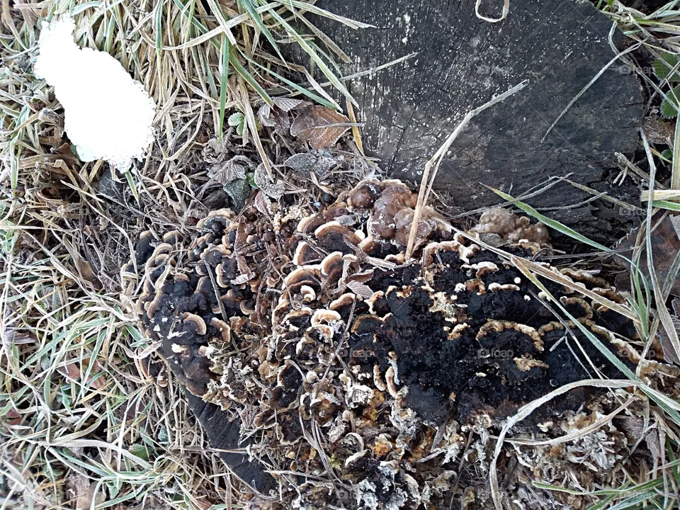 lichens