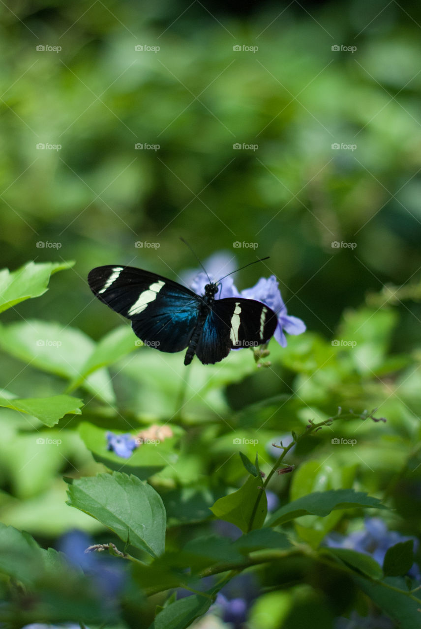 Black Spotted Butterfly on a Flower