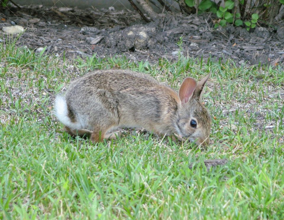 bunny in grass