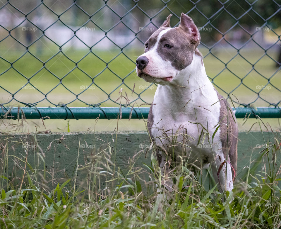 Pitbull dog on alert