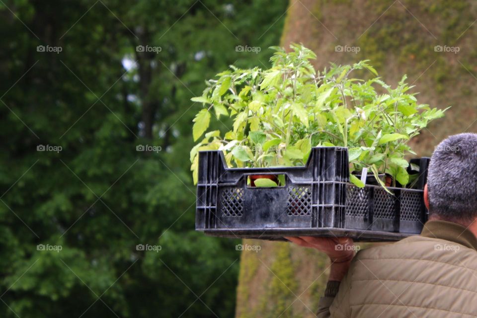 A man carries a box with young plants on his shoulder