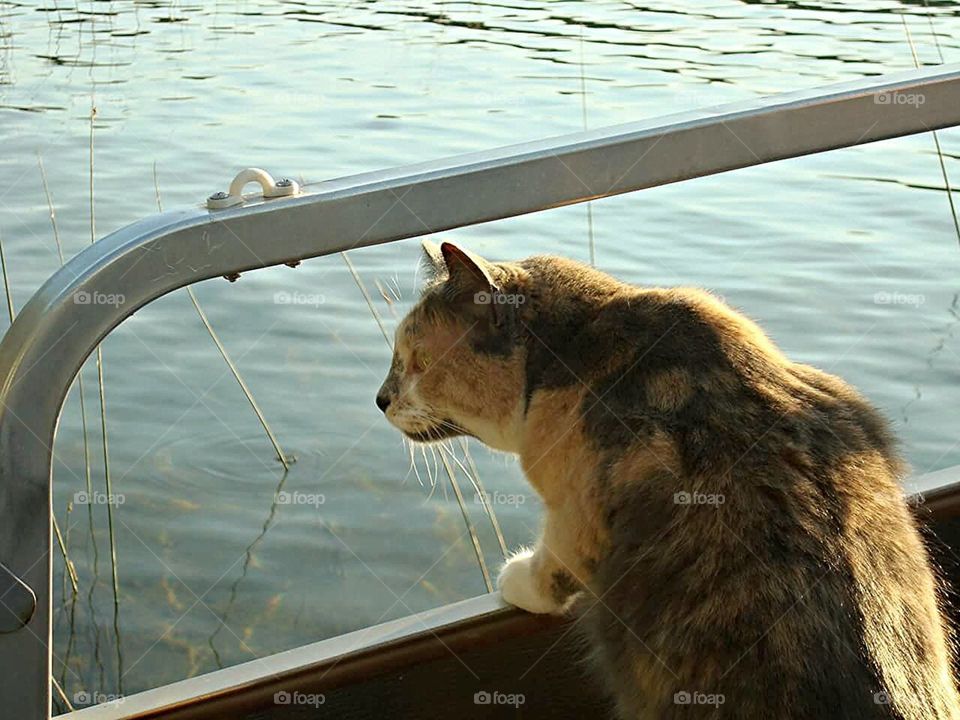 My cat aka thinks like a Dog