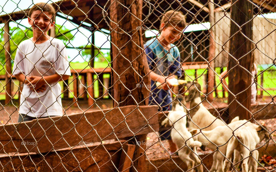 Boy feeding goats in cage