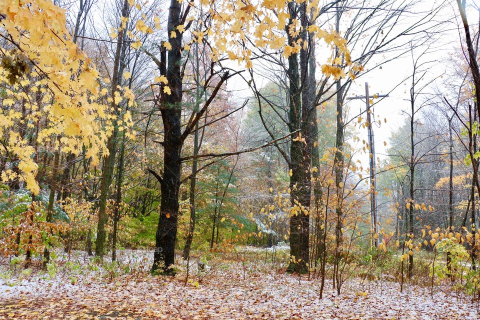 October Snow in the Catskills 