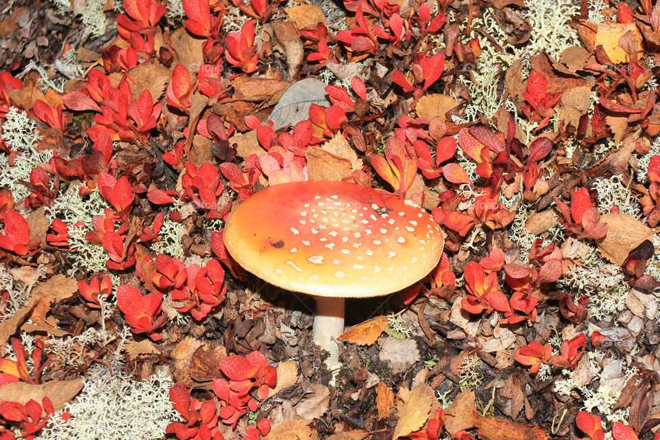 Mushroom on the background of Red foliage