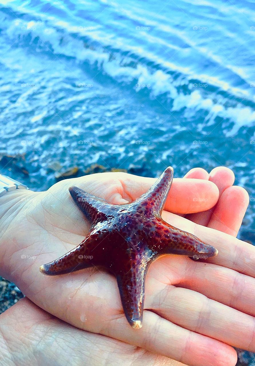 A vibrant red-orange sea star is carefully handled during a tide pooling excursion on the Puget Sound